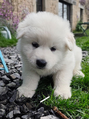 CHIOT blanche 