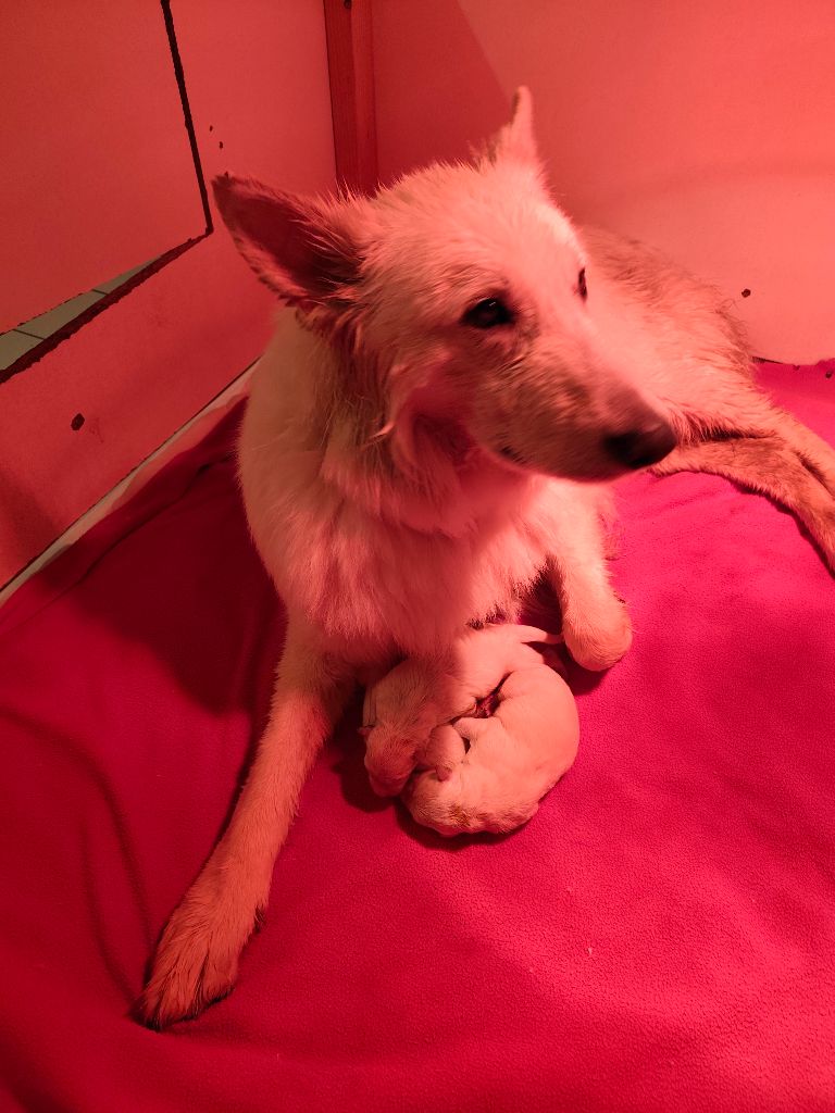 Des Pierres Davélie - Chiots disponibles - Berger Blanc Suisse