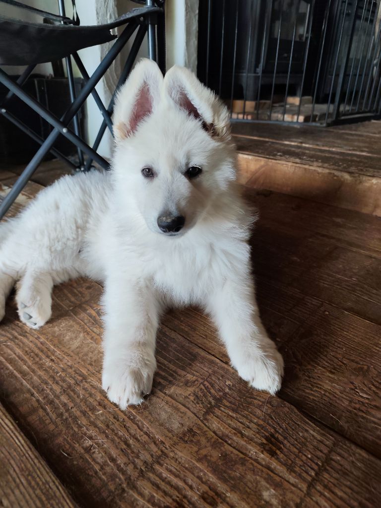 Des Pierres Davélie - Berger Blanc Suisse - Portée née le 27/03/2025