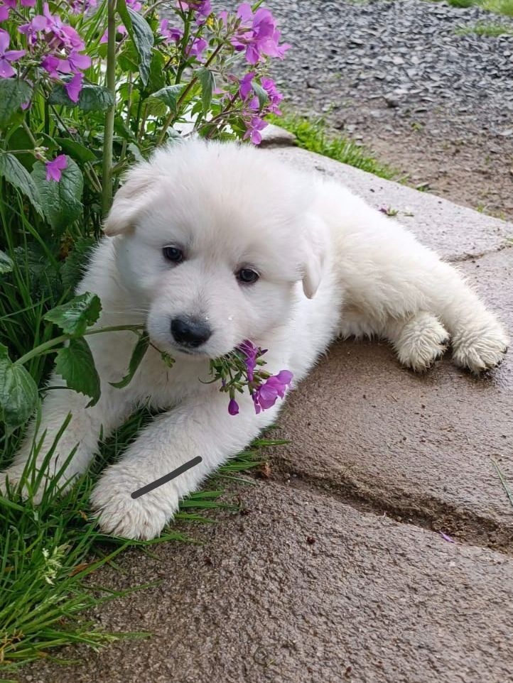 Des Pierres Davélie - Berger Blanc Suisse - Portée née le 27/03/2025