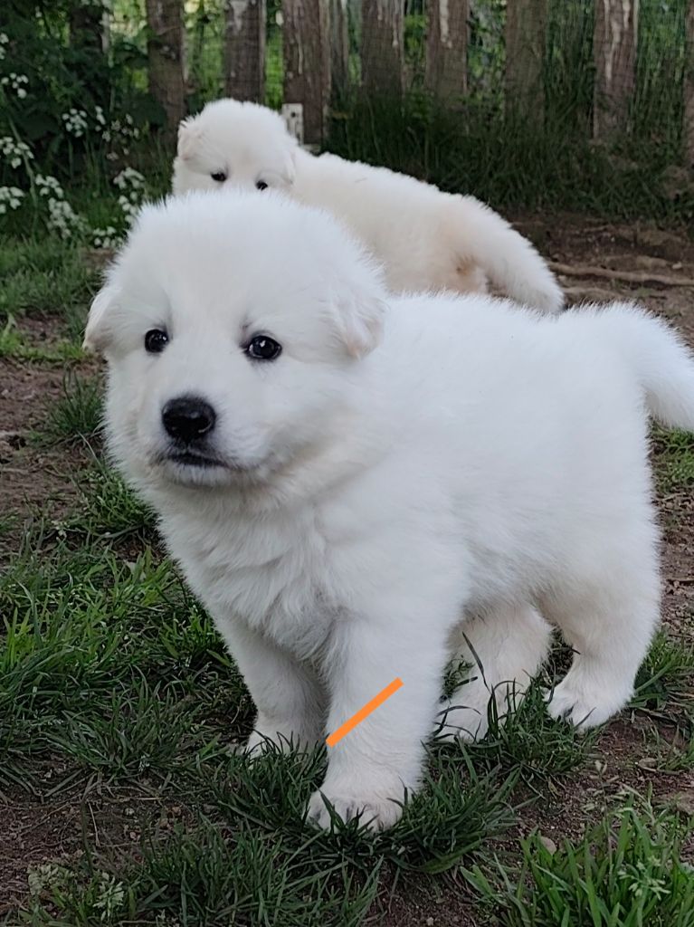 Des Pierres Davélie - Chiots disponibles - Berger Blanc Suisse