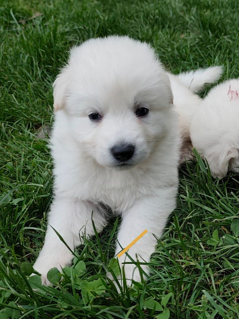 Des Pierres Davélie - Chiots disponibles - Berger Blanc Suisse